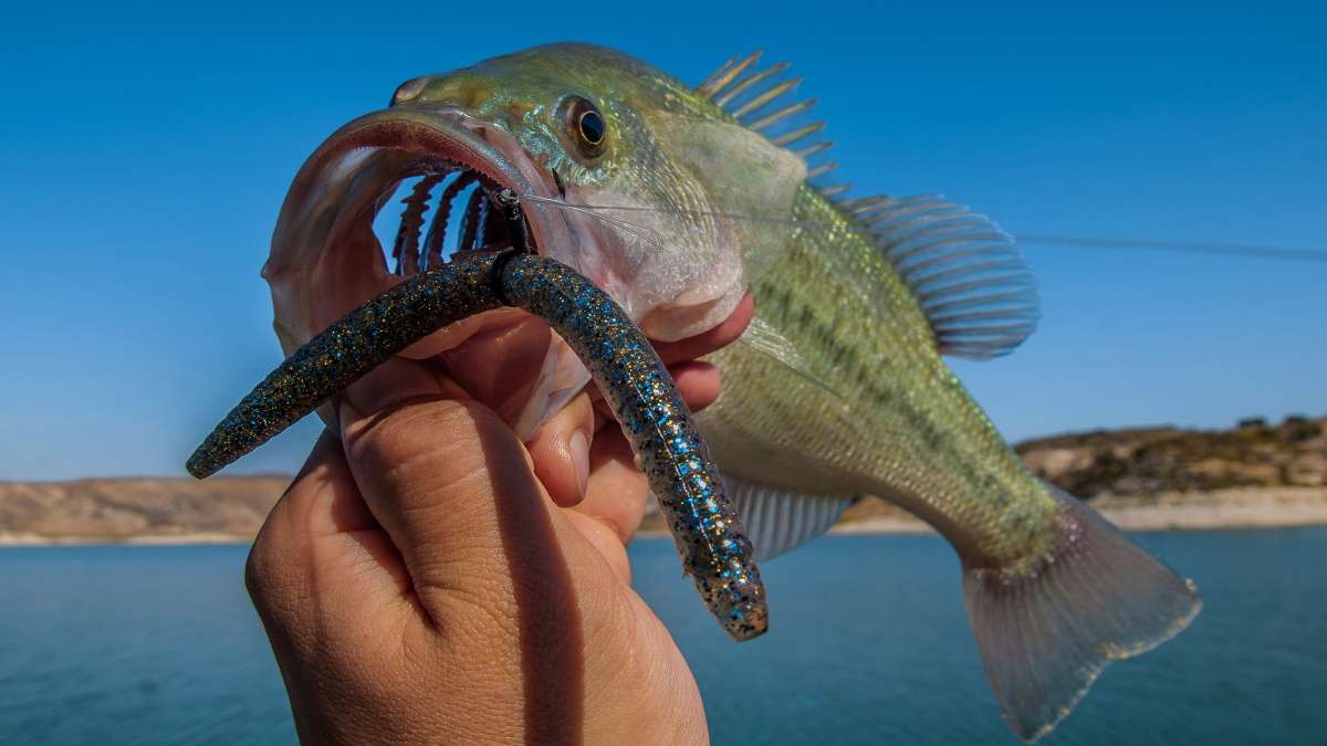 a picture of a largemouth bass with a senko in its mouth