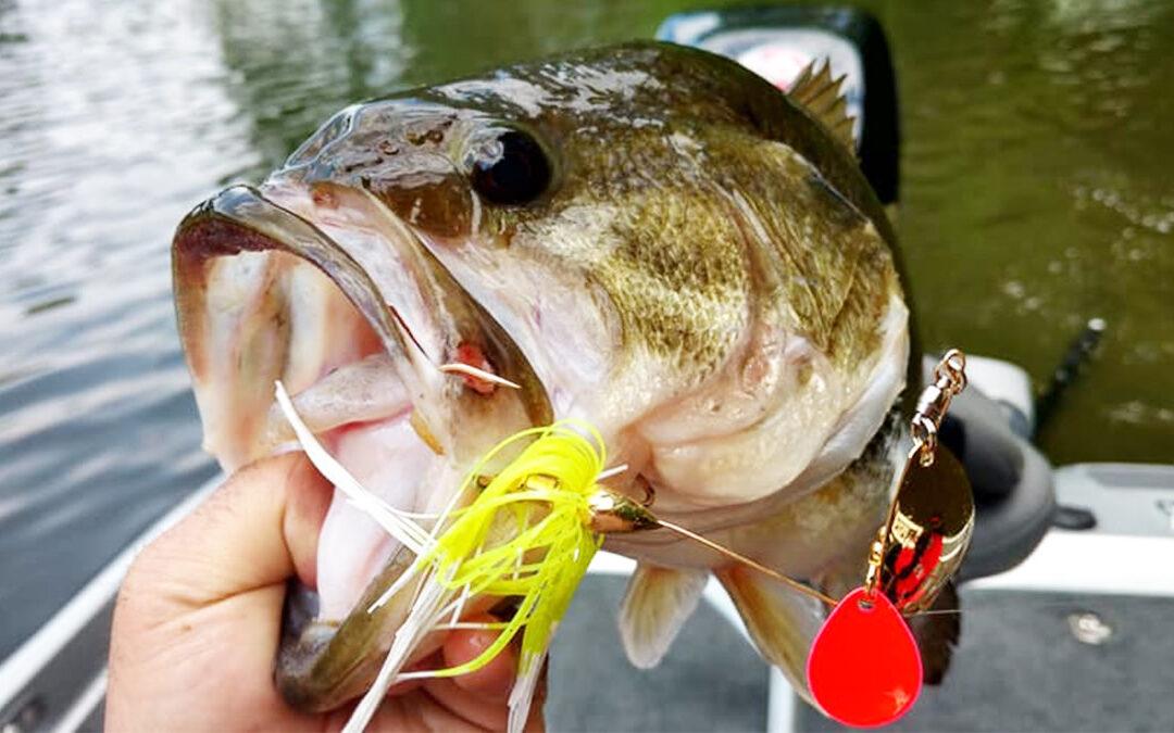 Spring Spinner Bait for Bass a Fishing Guide