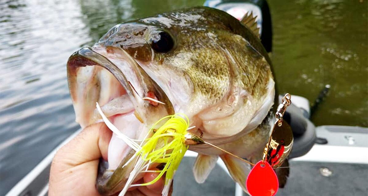 Spring Spinner Bait for Bass a Fishing Guide