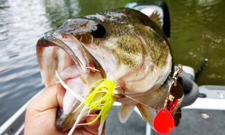 Spring Spinner Bait for Bass a Fishing Guide