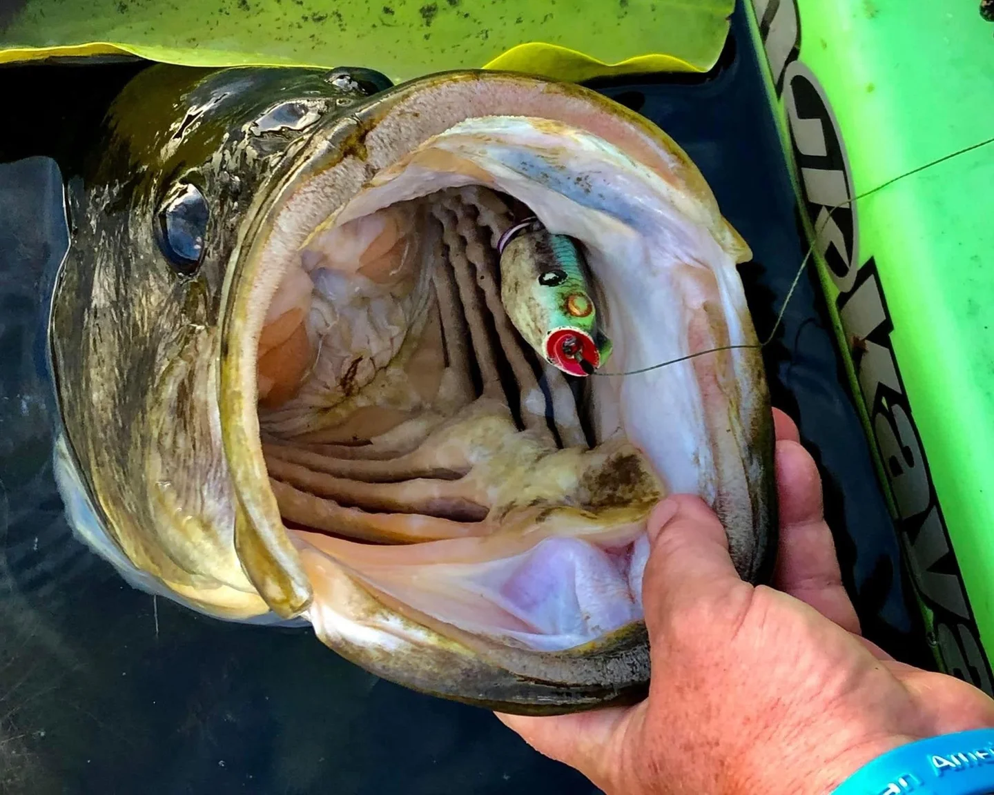 a picture of a largemouth bass with a senko in its mouth