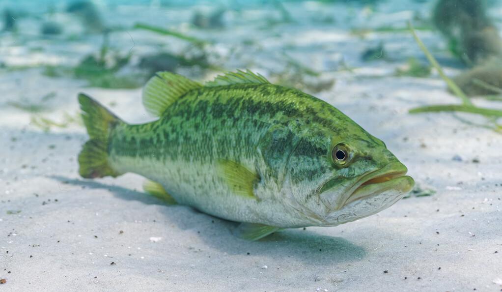 an image of a largemouth bass swimming on the bottom