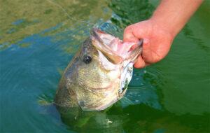 an image og a guy pulling a largemouth bass out of clear water