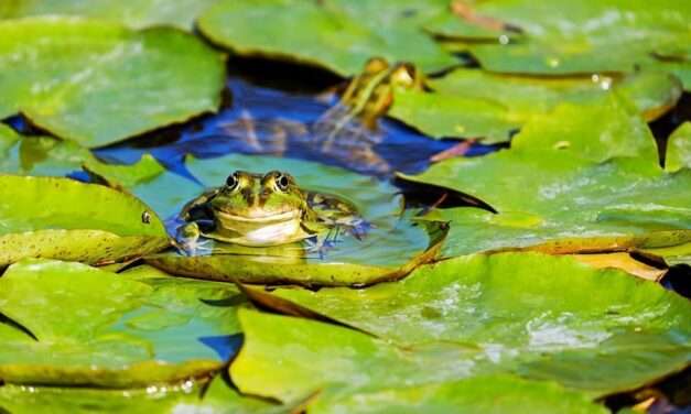 All About Top Water Frogging for Bass