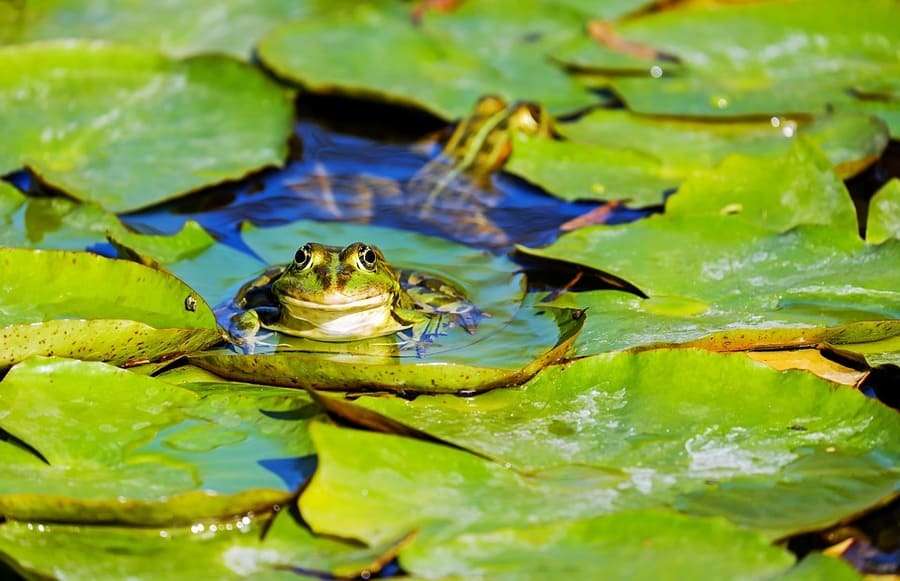 All About Top Water Frogging for Bass