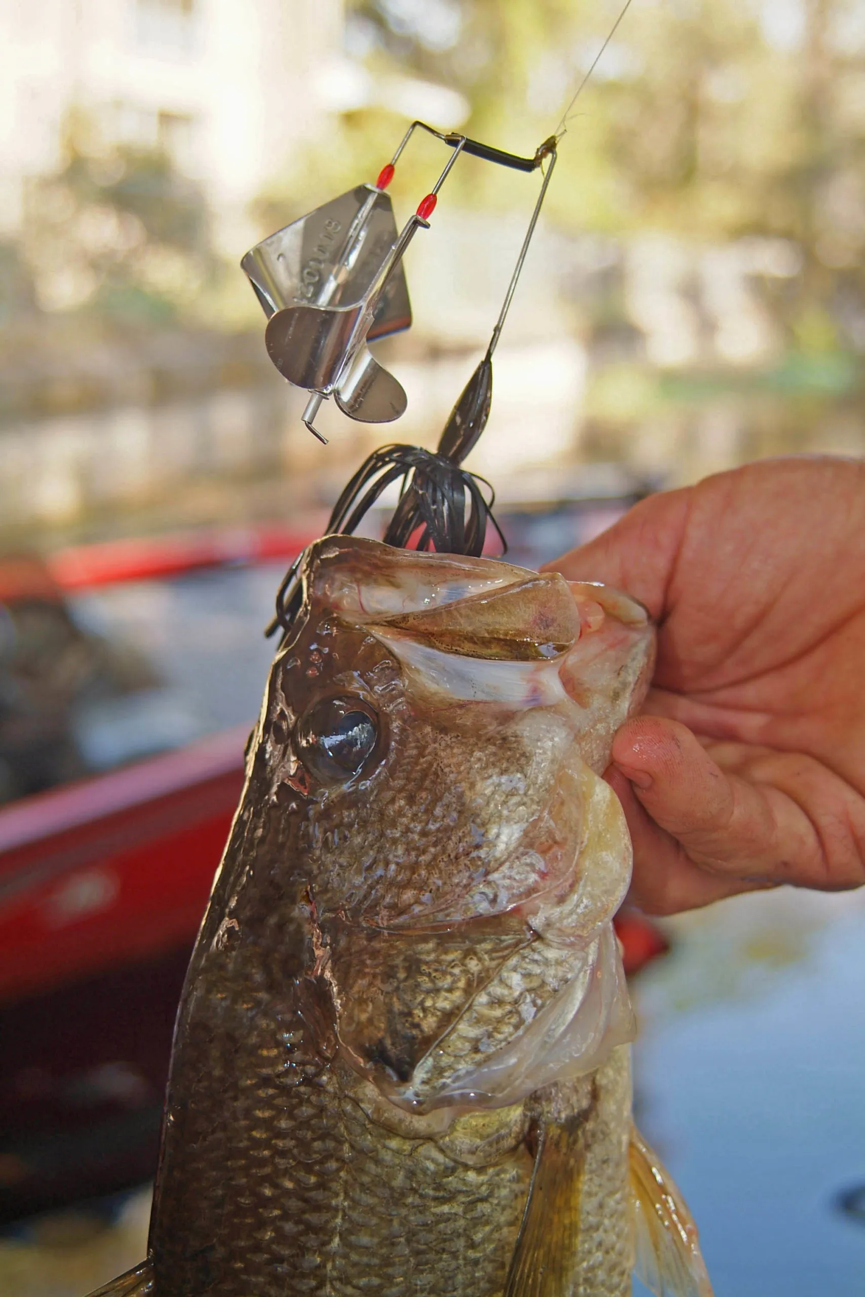 bass  on a buzzbait