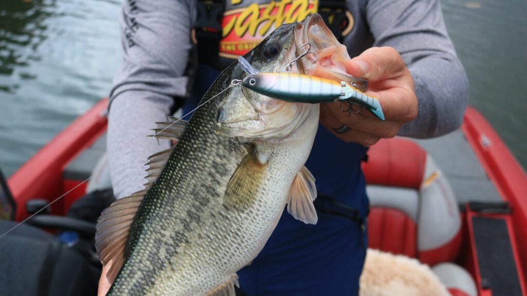 an image og a bass with a swim bait in the mouth