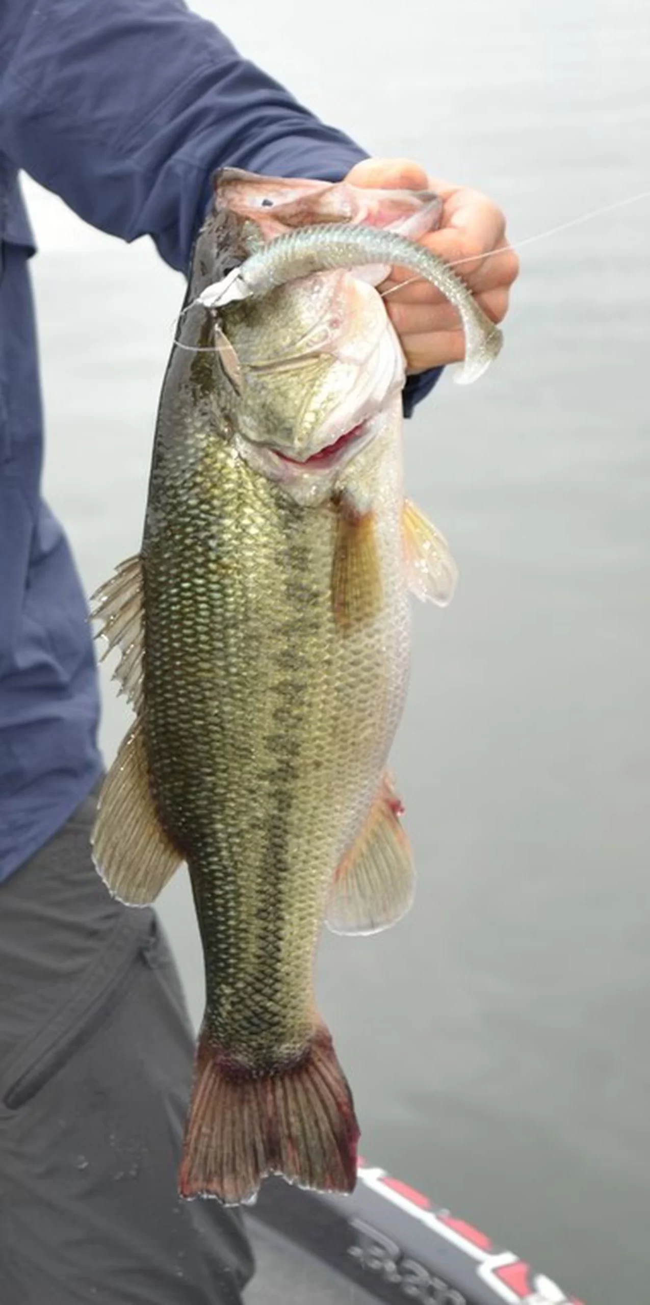 image of a bass with swim bait