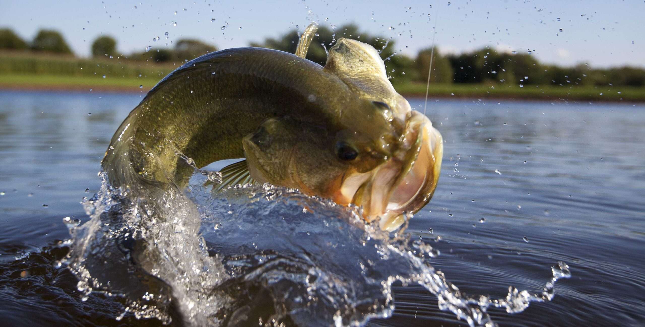 bass breaching